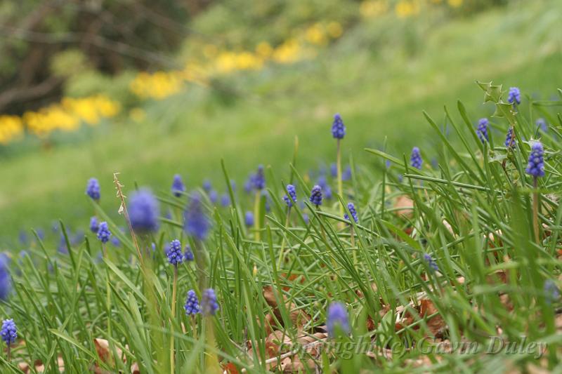 Bluebells, Cloudehill Gardens IMG_6541.JPG